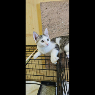 SOLA (w) KATZE