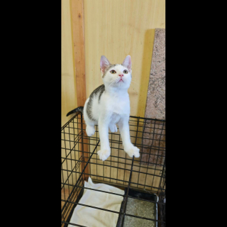 SOLA (w) KATZE