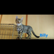 BILLI (m) KATER