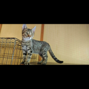 BILLI (m) KATER