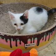 BORA (w) KATZE