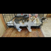EBA (w) KATZE
