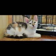EBA (w) KATZE