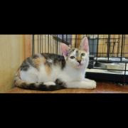 EBA (w) KATZE