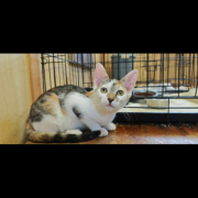 EBA (w) KATZE