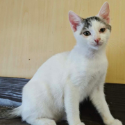 EURA (w) KATZE