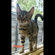 FABA (w) KATZE