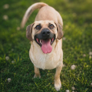 FRANKIE (m)