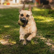FRANKIE (m)