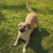 FRANKIE (m)