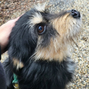 JACKSON (m) AUF PFLEGESTELLE IN 52396 HEIMBACH