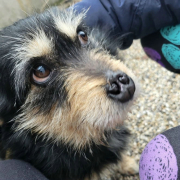 JACKSON (m) AUF PFLEGESTELLE IN 52396 HEIMBACH