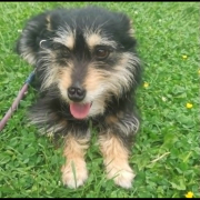 JACKSON (m) AUF PFLEGESTELLE IN 52396 HEIMBACH