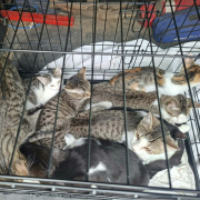 KUBKO (m) KATER