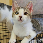 KUBKO (m) KATER