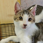 KUBKO (m) KATER