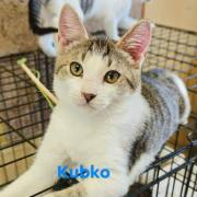 KUBKO (m) KATER