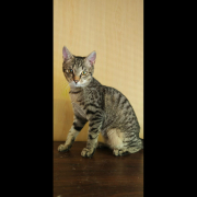LIDO (m) KATER
