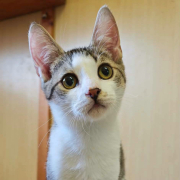 MATEO (m) KATER