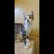 MATEO (m) KATER