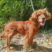 MAYLO (m)