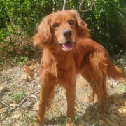 MAYLO (m)