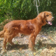MAYLO (m)