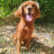 MAYLO (m)