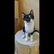 SALA (w) KATZE