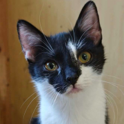 SALA (w) KATZE