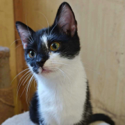 SALA (w) KATZE