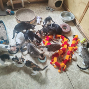 SALA (w) KATZE