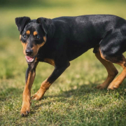 SEMIR (m) HANDICAPHUND
