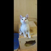SOLA (w) KATZE