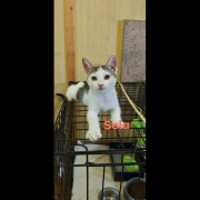 SOLA (w) KATZE
