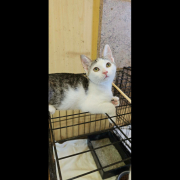 SOLA (w) KATZE