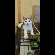 SOLA (w) KATZE