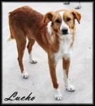 Lucho