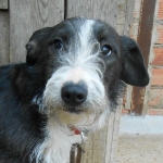 Peque