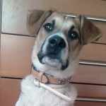 Laky