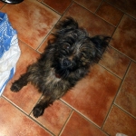 Balu