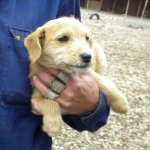 Berti