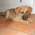 Romeo
