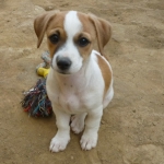Pulga