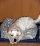 Biela