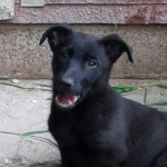 Jenny