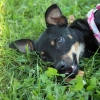 Molly