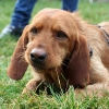 Barker