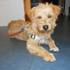 Hachi