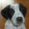 Piero
